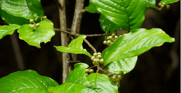 Ayurvedic herb Vidanga a powerful tool against parasites in the intestines