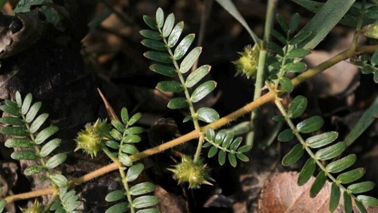 tribulus helps to effectively eliminate parasites from the body