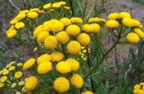 Tansy's enemy