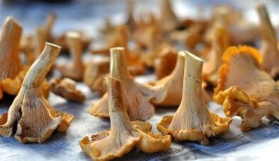 Banterelos mushrooms to eliminate body parasites