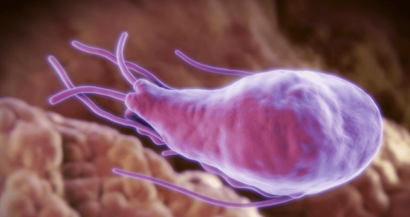 Alveococcus and Echinococcus