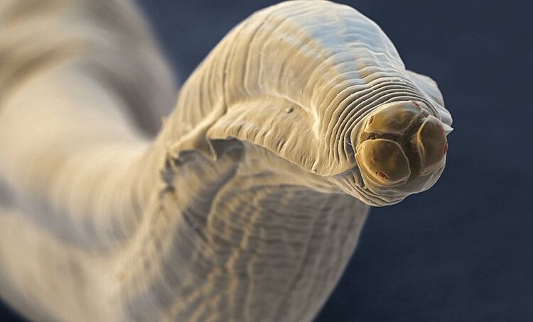 worm parasite of the human body