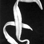 Tape parasites in the human body