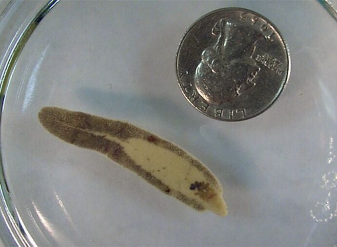 Chance size compared to a coin